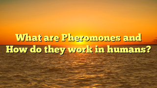 What are Pheromones and How do they work in humans?