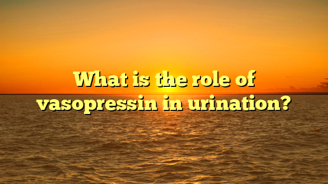What is the role of vasopressin in urination?