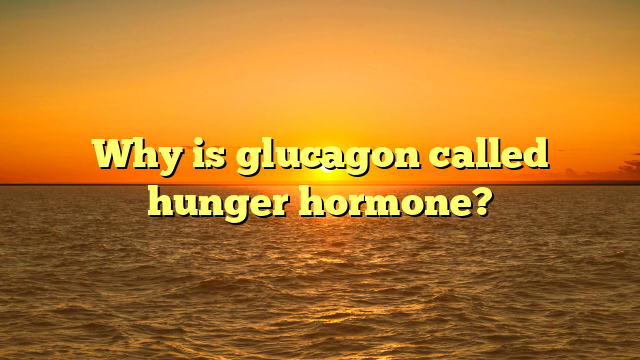 Why is glucagon called hunger hormone?