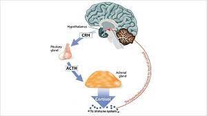 Cortisol