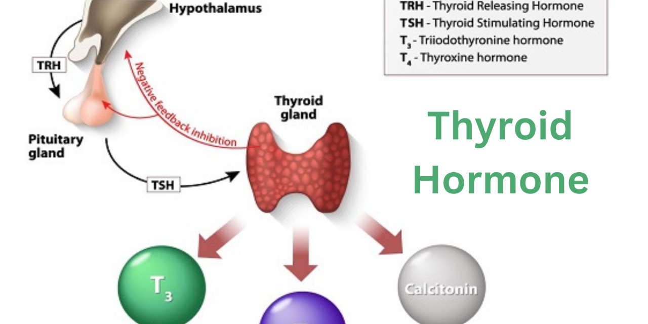 The Silent Costs of Thyroid Hormone Imbalances on Employee Performance