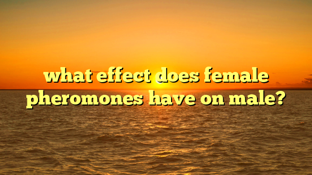 what effect does female pheromones have on male?